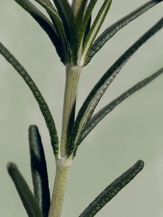 AROMATICA,Rosemary Root Enhancer,Hair Care,Skin-Nomad